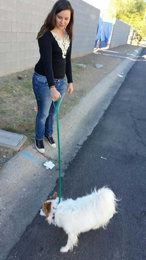 az small dog rescue phx 02