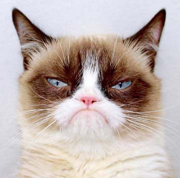 grumpy cat