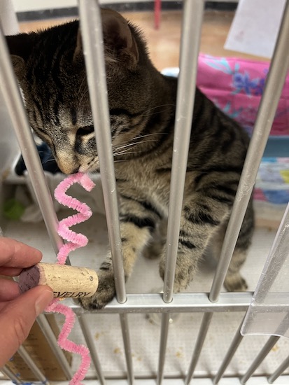 JW volunteers at the Arizona Humane Society 2023